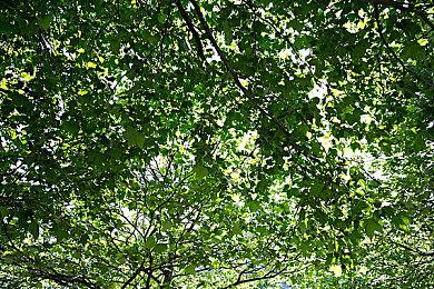 制作人揭示放弃林克作为《塞尔达传说：智慧的再现》主角的缘由